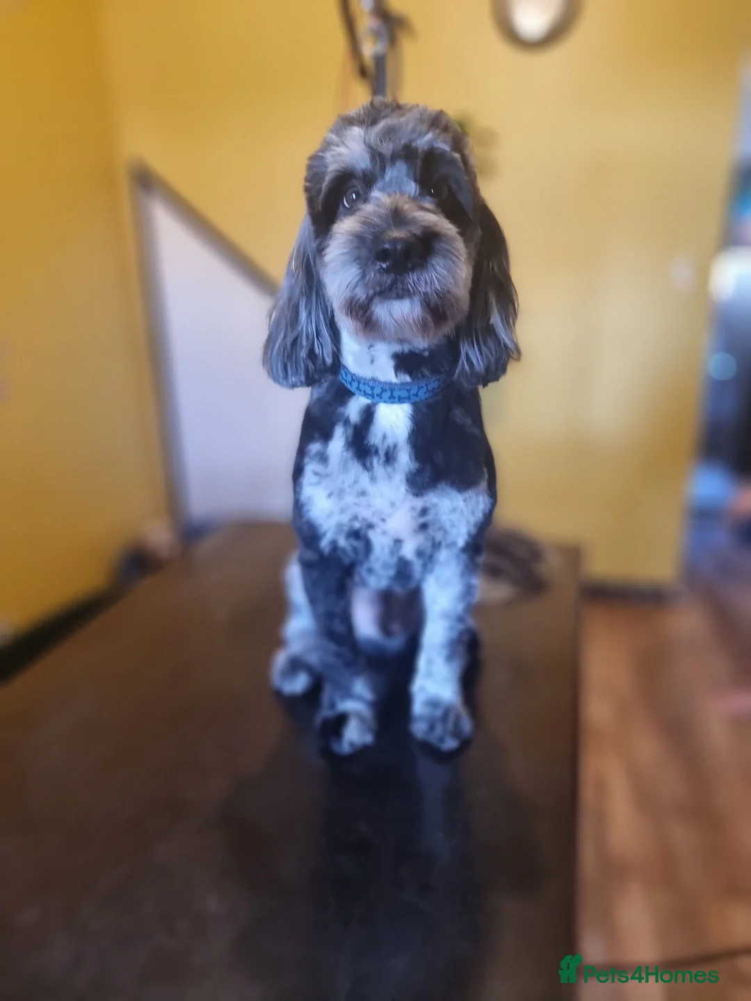 Cockapoo dogs for stud: Blue merle health tested well proven  - Advert 3