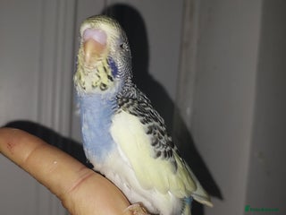 Budgerigars birds Hand reared super tame budgies chick - Advert 17