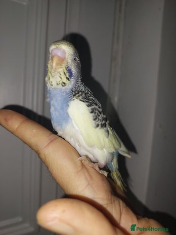 Budgerigars birds Hand reared super tame budgies chick - Advert 13
