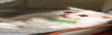 Ragdoll Kitten 1 Green collar