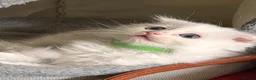 Ragdoll cats for sale: 🌟 Stunning half Ragdoll Kittens READY TO GO 🌟 - Advert 31