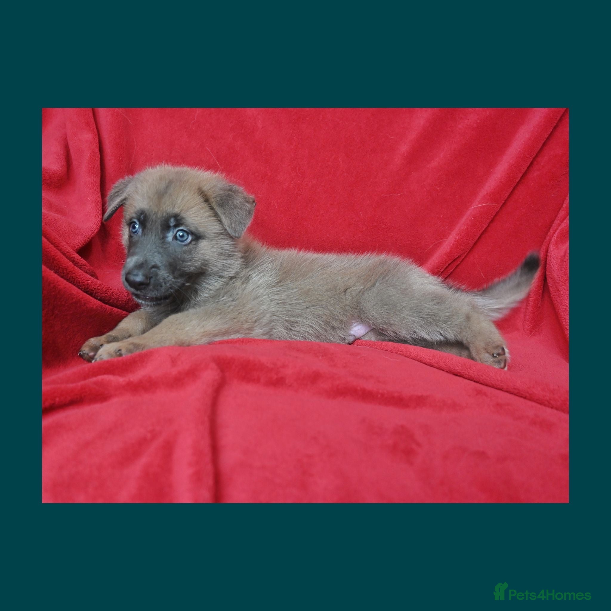 Mixed Breed dogs 8 beautiful healthy  puppies ,  German shepherd  - Advert 1