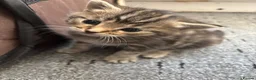 Mixed Breed cats for sale: Kittens For Sale - Advert 14