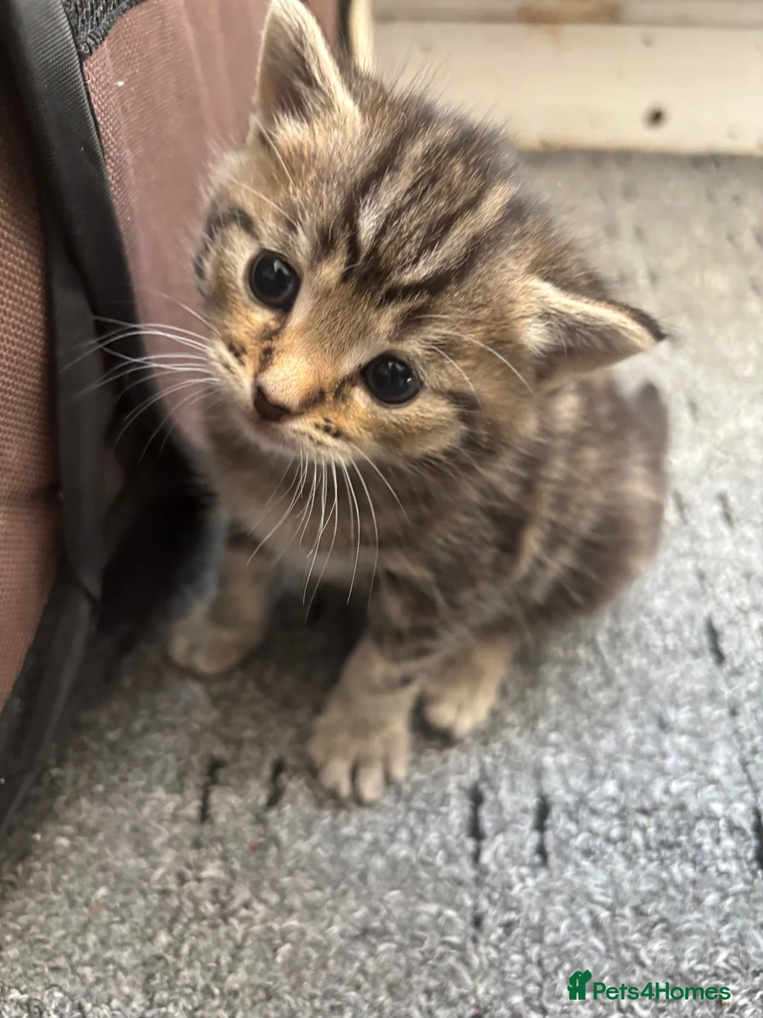 Mixed Breed cats for sale: Kittens For Sale - Advert 14