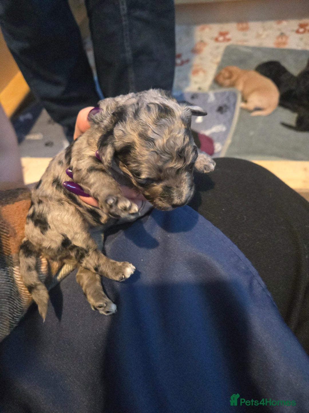 Cocker Spaniel dogs for sale: Cockerpoo pups  - Advert 10