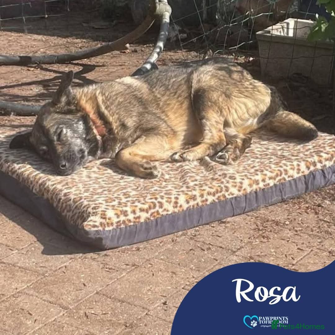 Mixed Breed dogs Meet Rosa, currently residing in Guildford  in Guildford - Advert 1