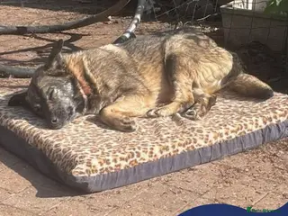 Mixed Breed dogs Meet Rosa, currently residing in Guildford in Guildford - Advert 1