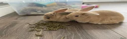 Mini Lop rabbits for sale: Mini lop x  in Pontypridd - Advert 7