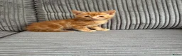 British Shorthair cats for sale: Gorgeous ginger babies in Swaffham - Advert 21
