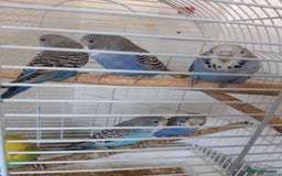 Budgerigars birds for sale: Baby budgies £20 each - Image 2