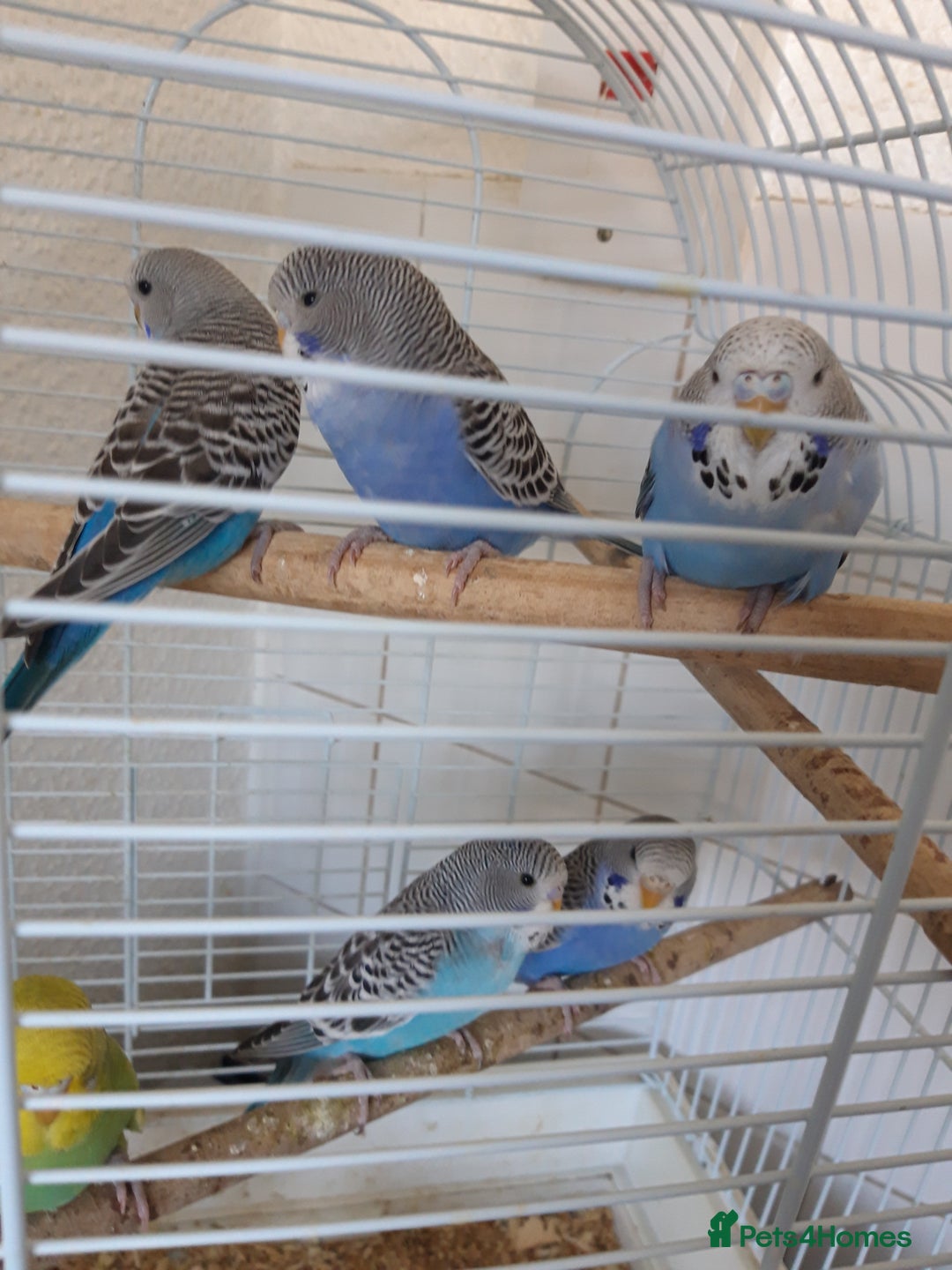 Budgerigars birds for sale: Baby budgies £20 each - Image 2