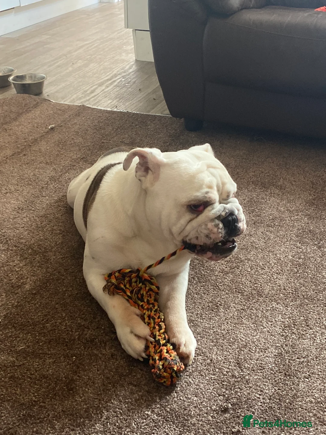 English Bulldog dogs for sale: Reluctant sale following husbands death in Ryde - Advert 6