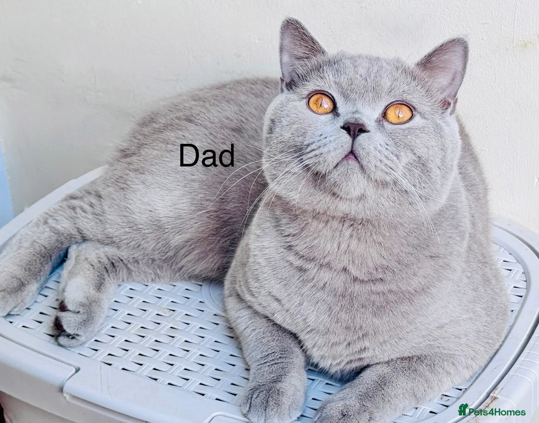 British Shorthair cats for sale: Champion Line British Shorthair Kittens GCCF 🏆 - Advert 2