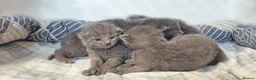 Russian Blue cats for sale: 🐾 Beautiful Russian Blue Kittens for Sale 🐾 - Advert 7