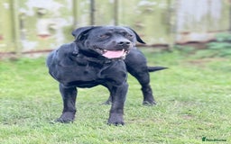 Labrador Retriever dogs for sale: 1 year Old Black Labrador Male - Image 1