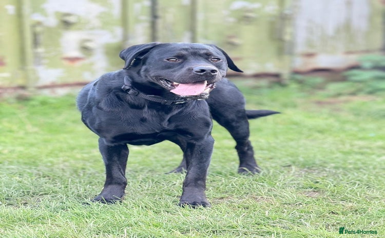 Labrador Retriever dogs - Advert 6