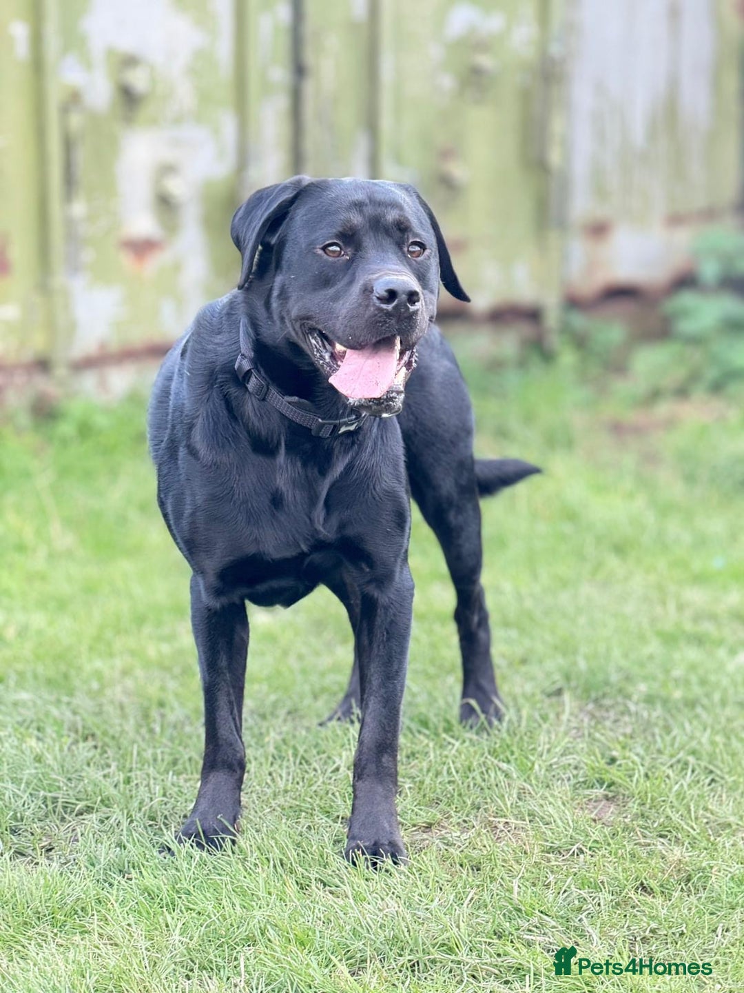 Labrador Retriever dogs for sale: 1 year Old Black Labrador Male - Image 1