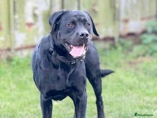 Labrador Retriever dogs for sale - Advert 1