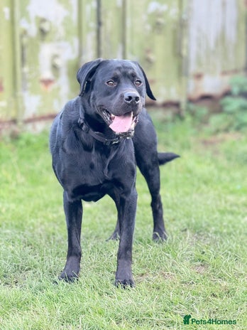 Labrador Retriever dogs - Advert 1