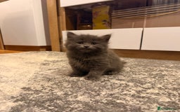 Mixed Breed cats for sale: 3 Gorgeous Long Hair Kittens Available - Image 2