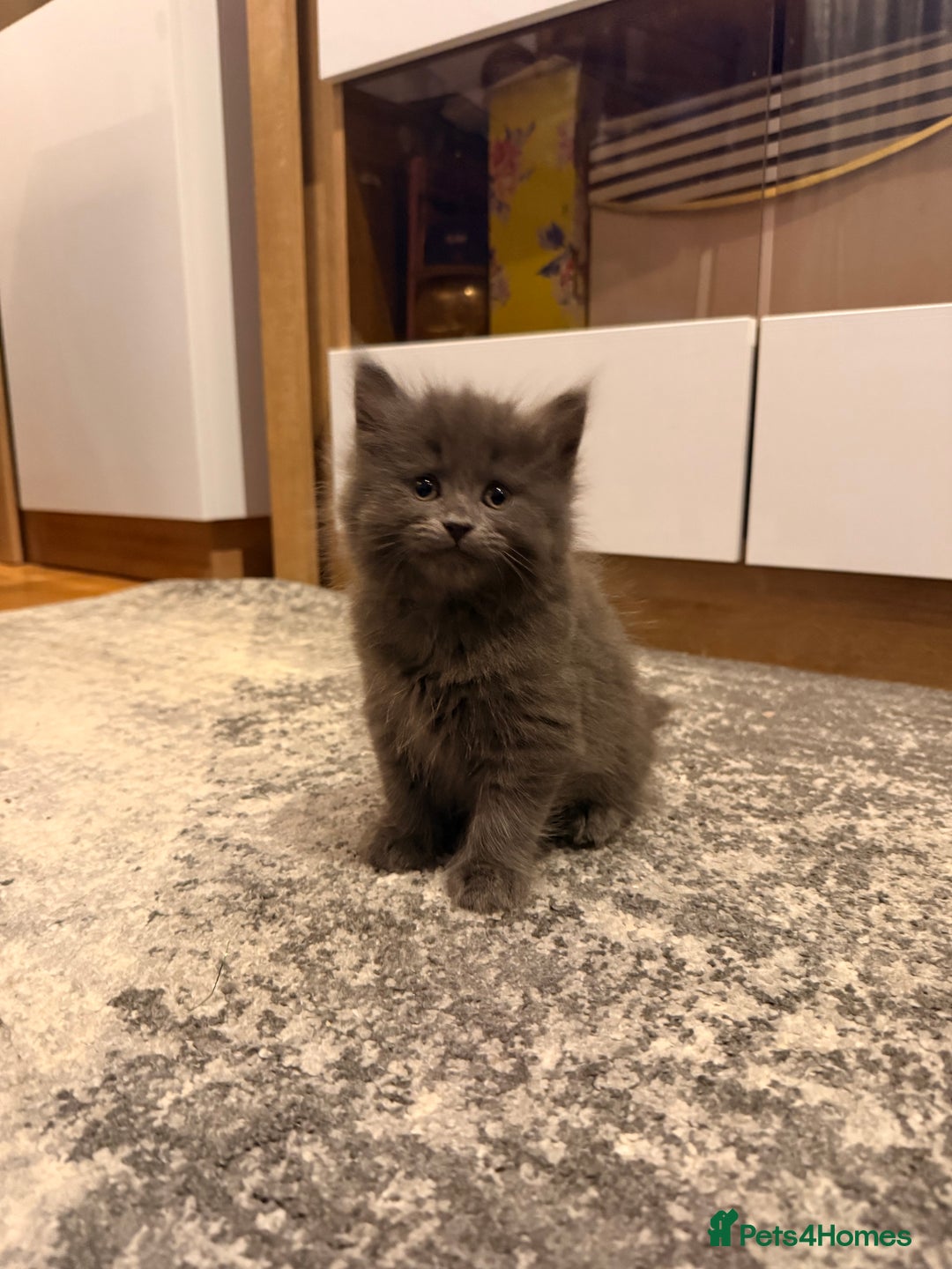 Mixed Breed cats for sale: 3 Gorgeous Long Hair Kittens Available - Image 2