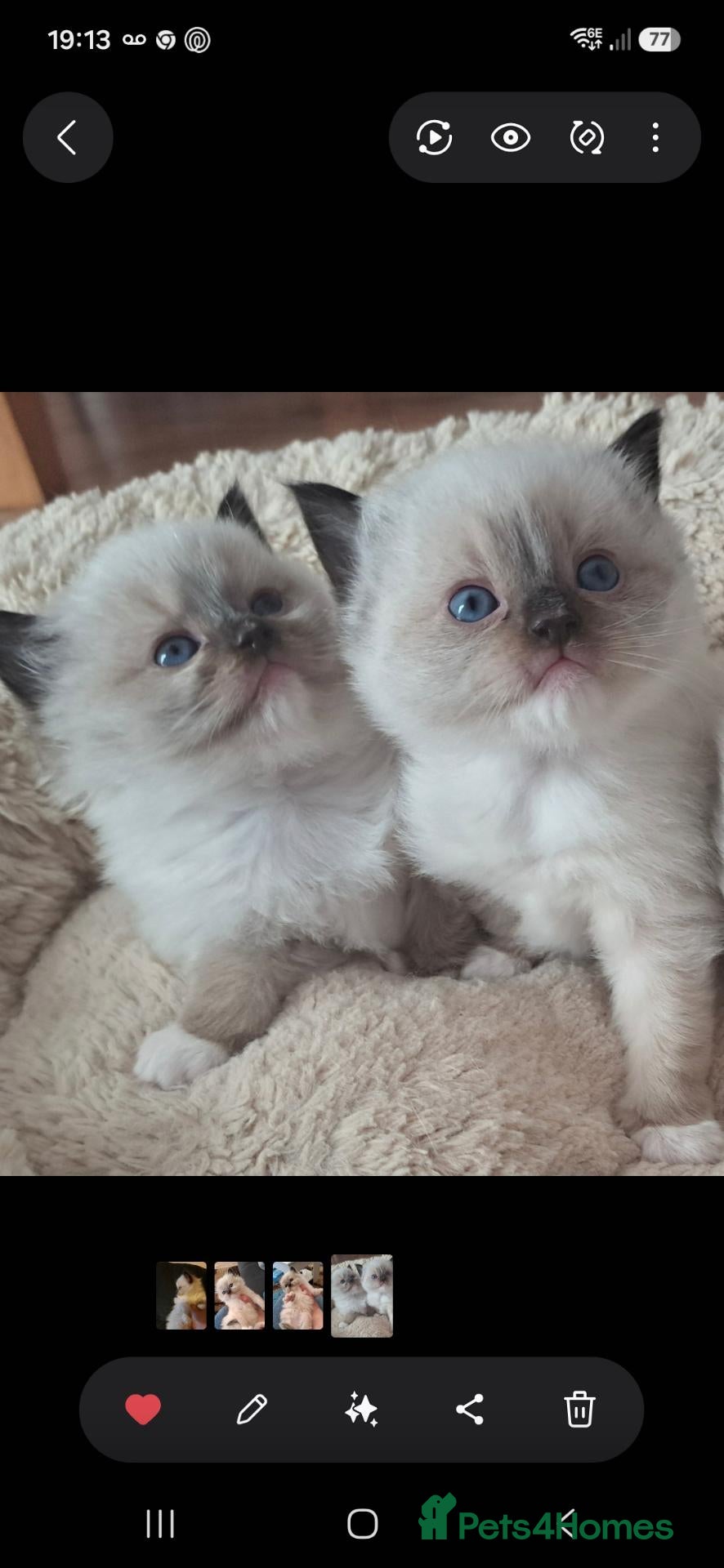 Ragdoll cats GCCF Reg. Ragdoll kittens, Champion lines - Advert 1