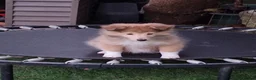 Shetland Sheepdog dogs for sale: Sable/White sheltie puppies - Advert 3