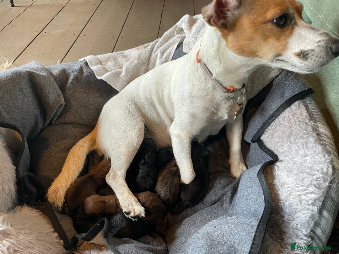 Mixed Breed dogs for sale: Cavapoo/Jack Russell puppies - Image 5