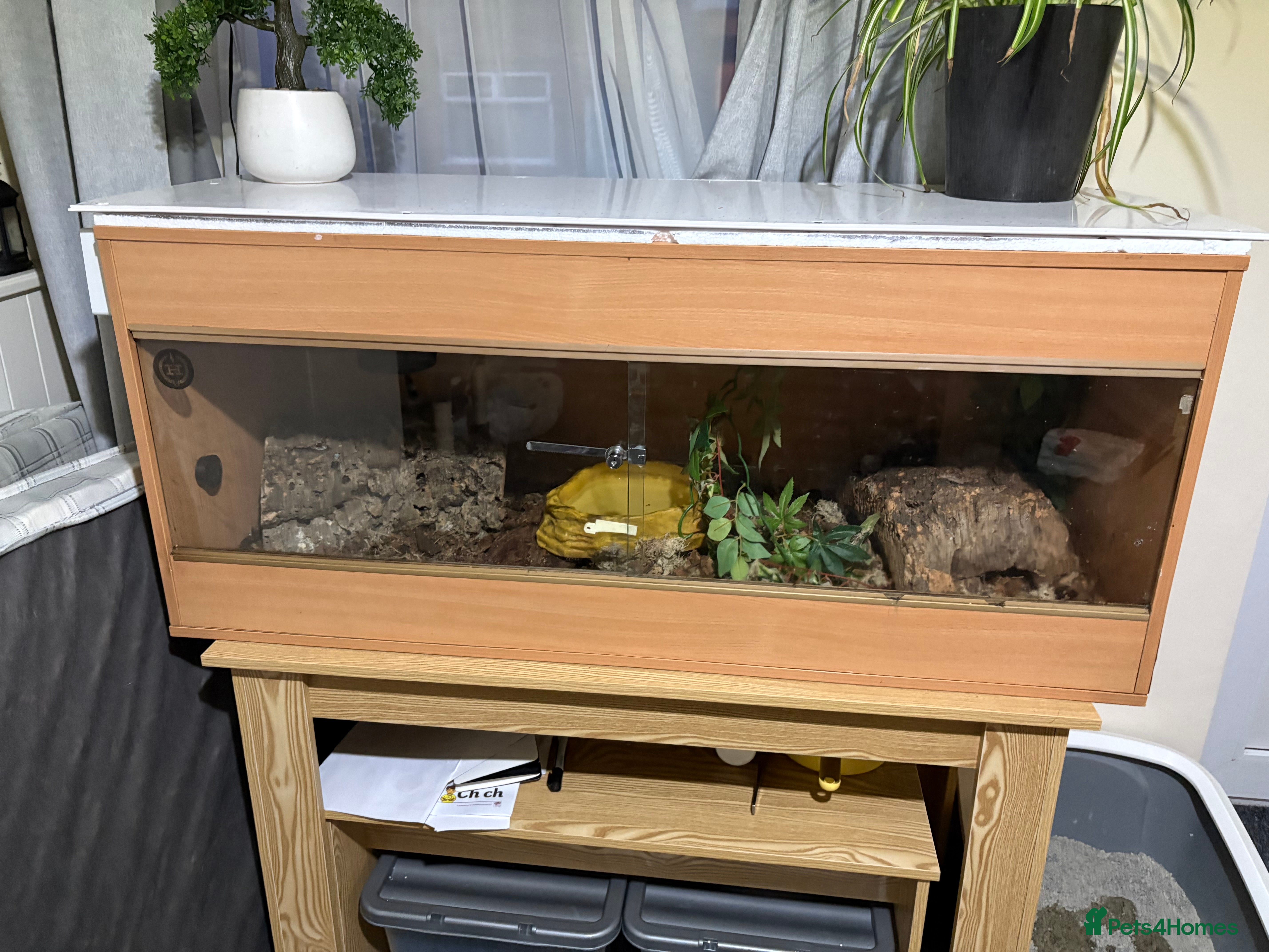 Boa Snake reptiles Brazilian rainbow boa and 4ft vivarium - Advert 1