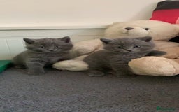 British Shorthair cats for sale: Beautiful British shorthair boys READY TO GO - Image 3