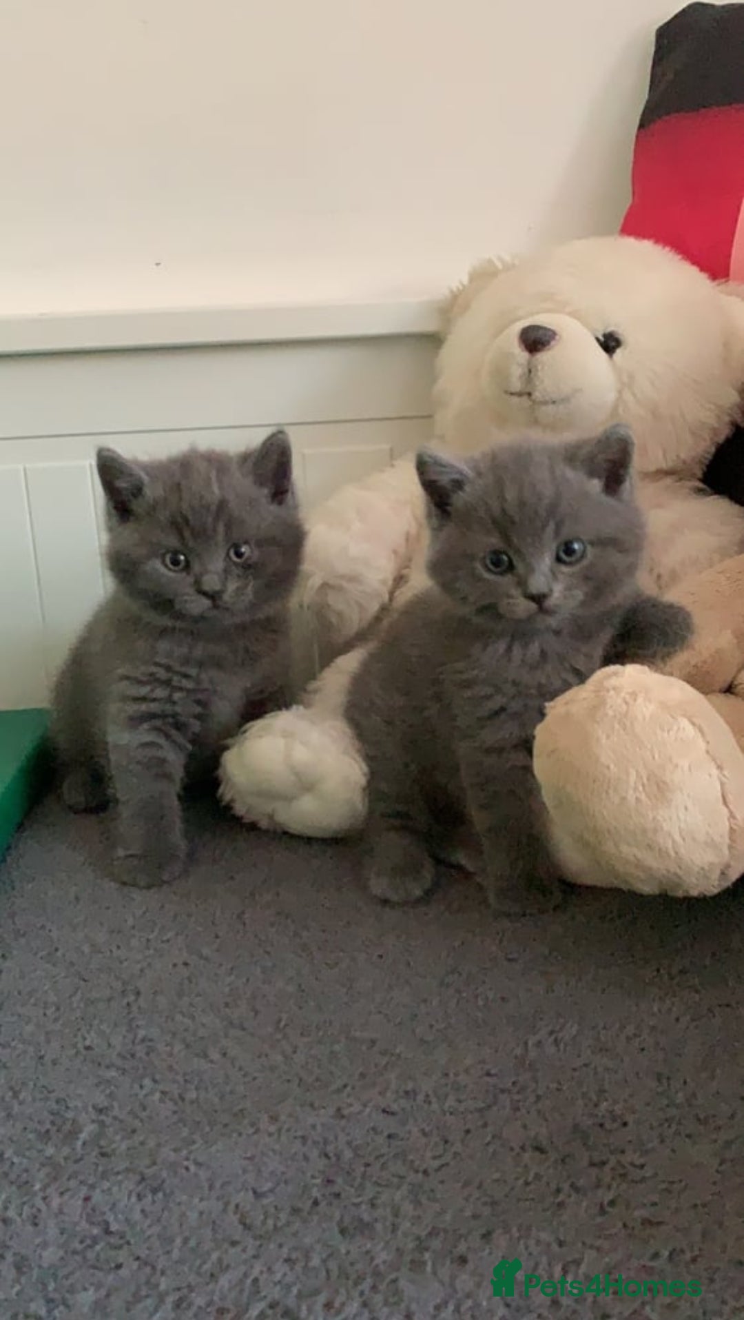 British Shorthair cats for sale: Beautiful British shorthair boys READY TO GO - Image 3