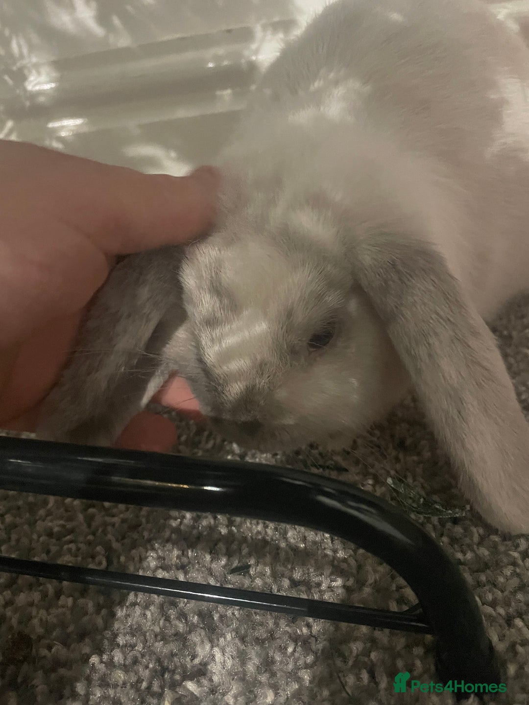 Mini Lop rabbits for sale: Thumper the Rabbit  - Advert 3