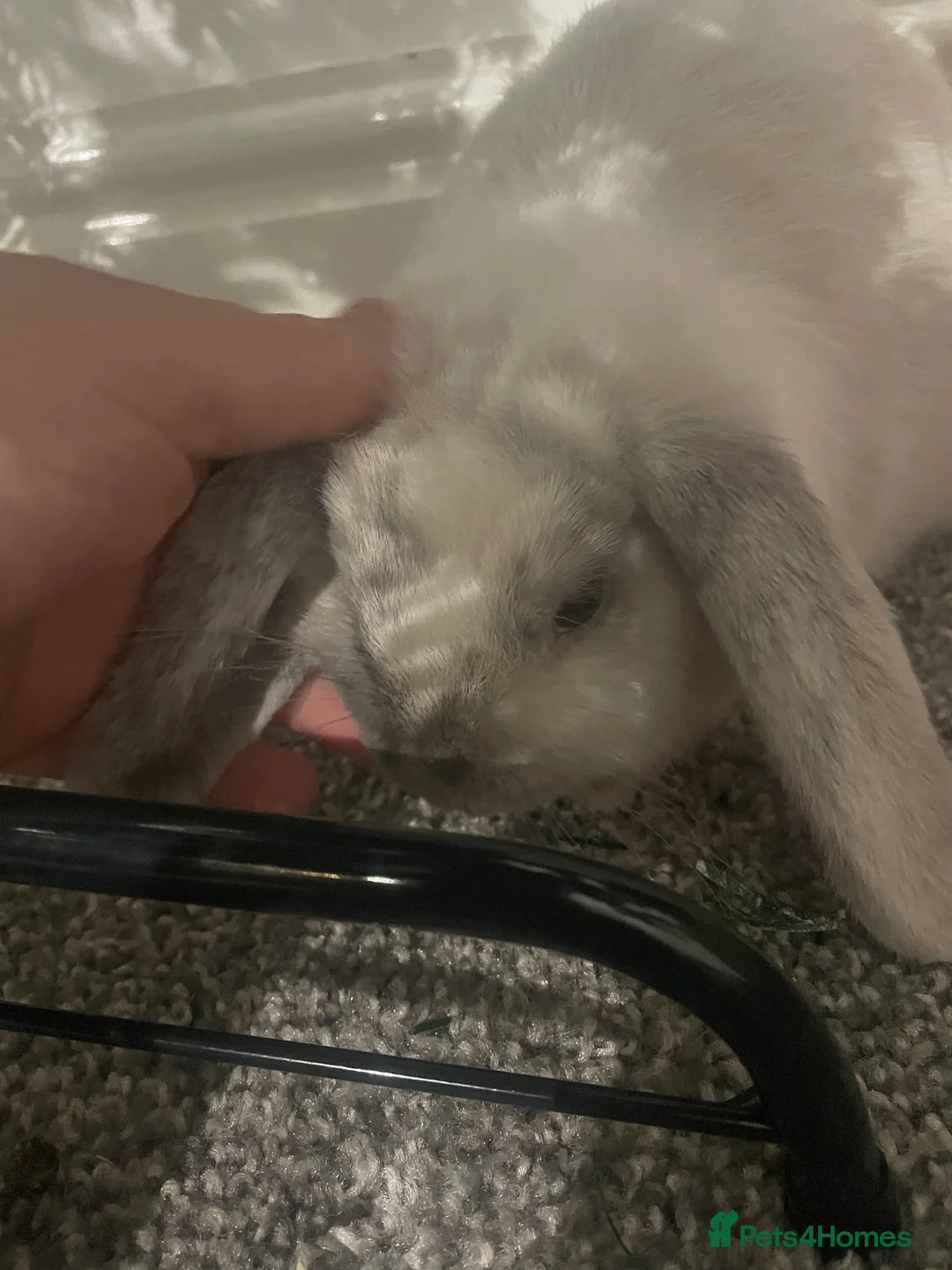 Mini Lop rabbits for sale: Thumper the Rabbit  in Mexborough - Advert 6