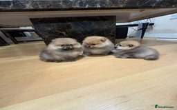 Pomeranian dogs for sale: Cute little pomeranians - Image 14