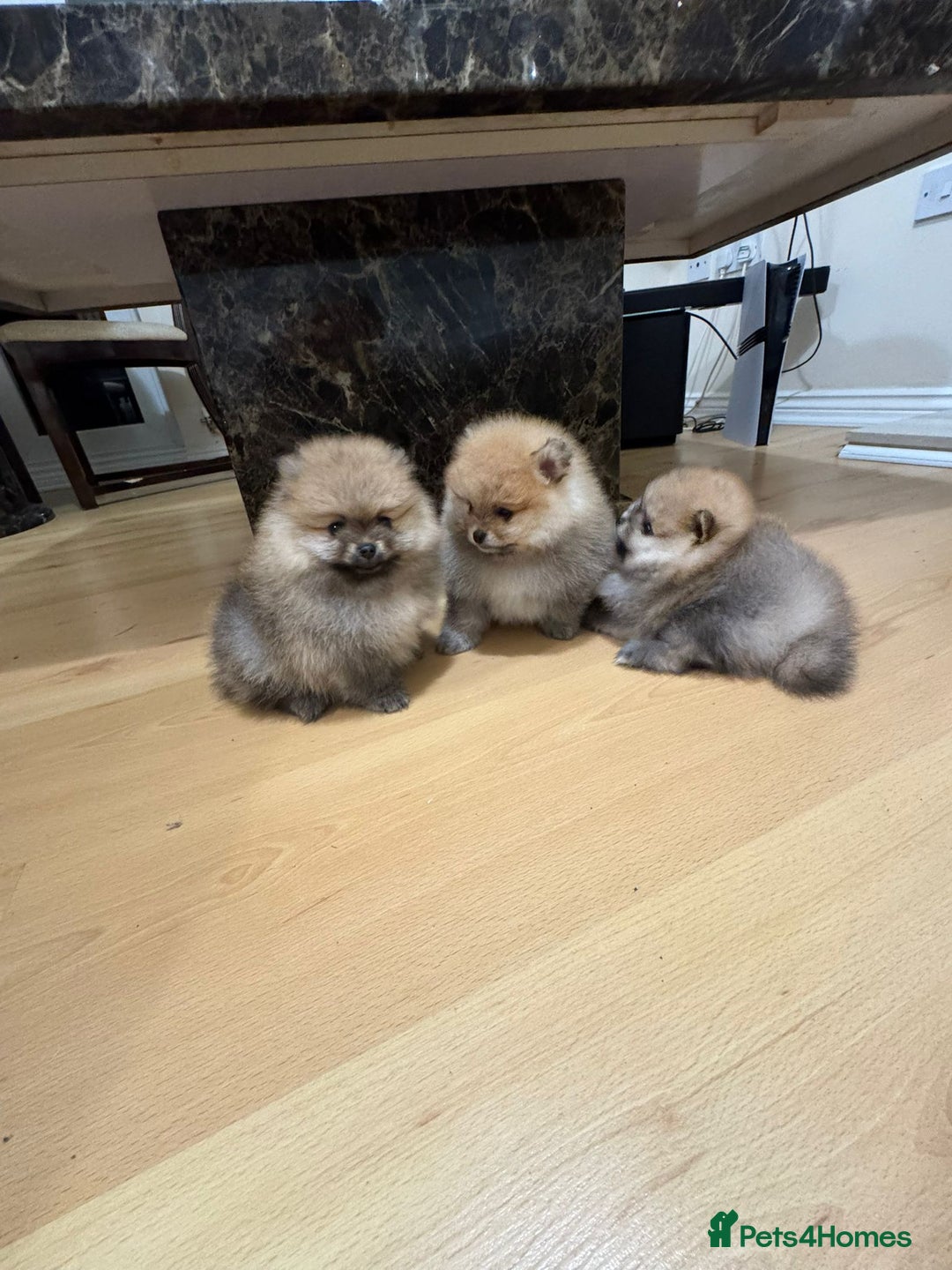 Pomeranian dogs for sale: Cute little pomeranians - Image 14
