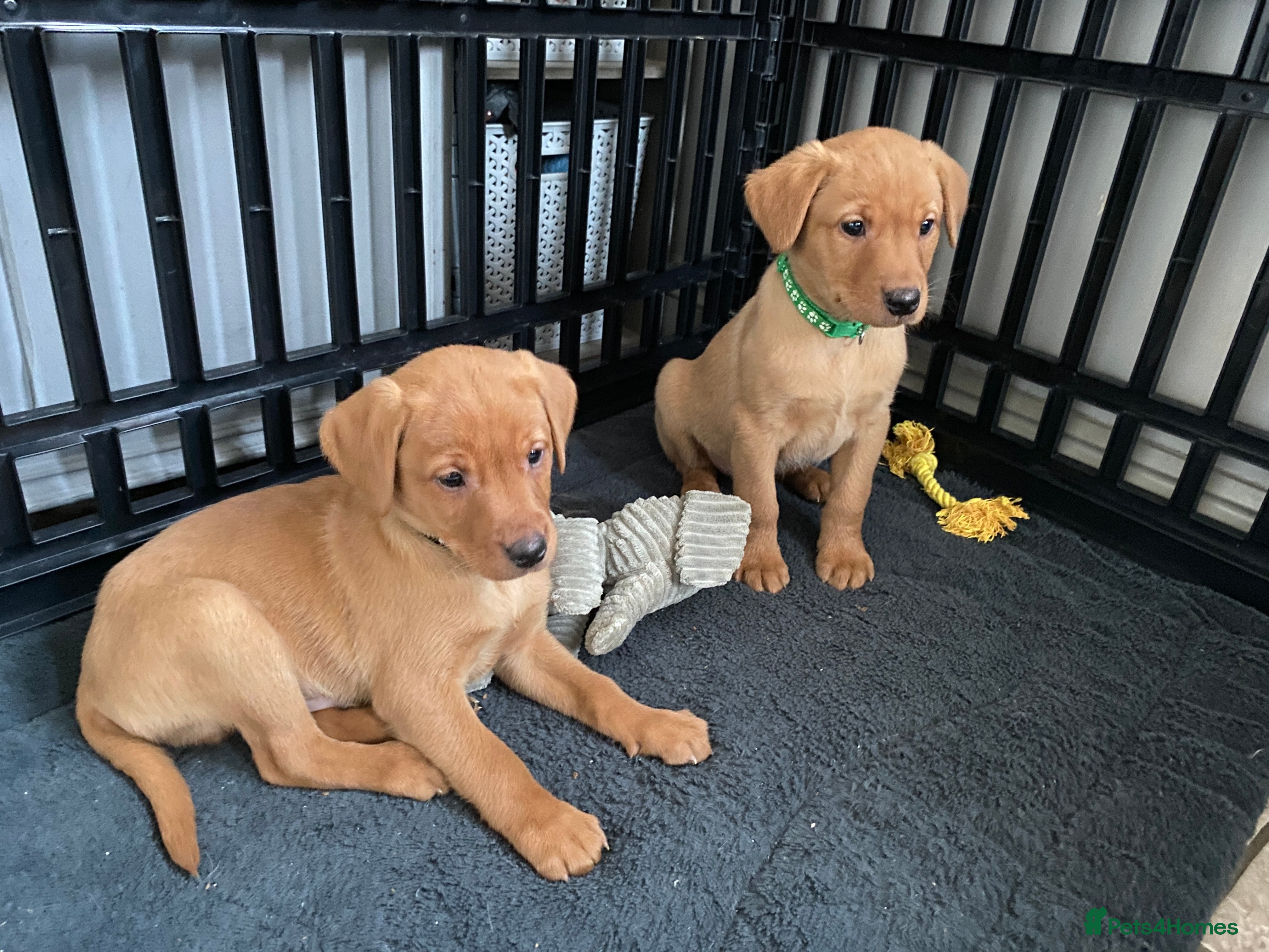 Labrador Retriever dogs KC Registered Labrador Male Pups READY NOW  - Advert 6