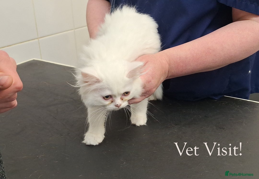 Mixed Breed cats for sale: Persian X Ragdoll Kittens Ready For Forever Homes! - Advert 17