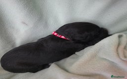 Cocker Spaniel dogs for sale: Working cocker spaniel puppies  - Advert 8