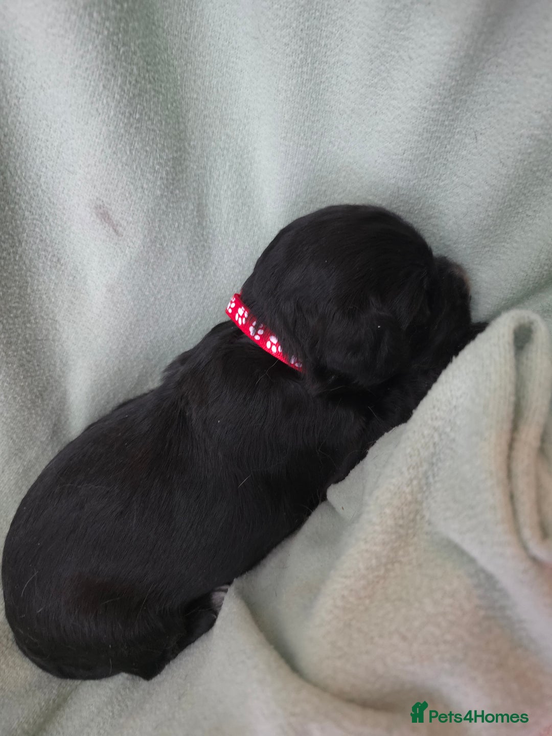 Cocker Spaniel dogs for sale: Working cocker spaniel puppies  - Advert 8