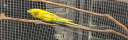 Budgerigars birds for sale: Budgie for sale - Advert 3