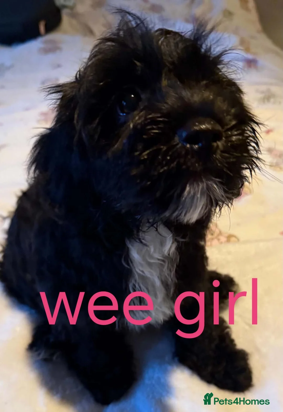 Cockalier dogs for sale: Shi-poo pups  - Advert 3