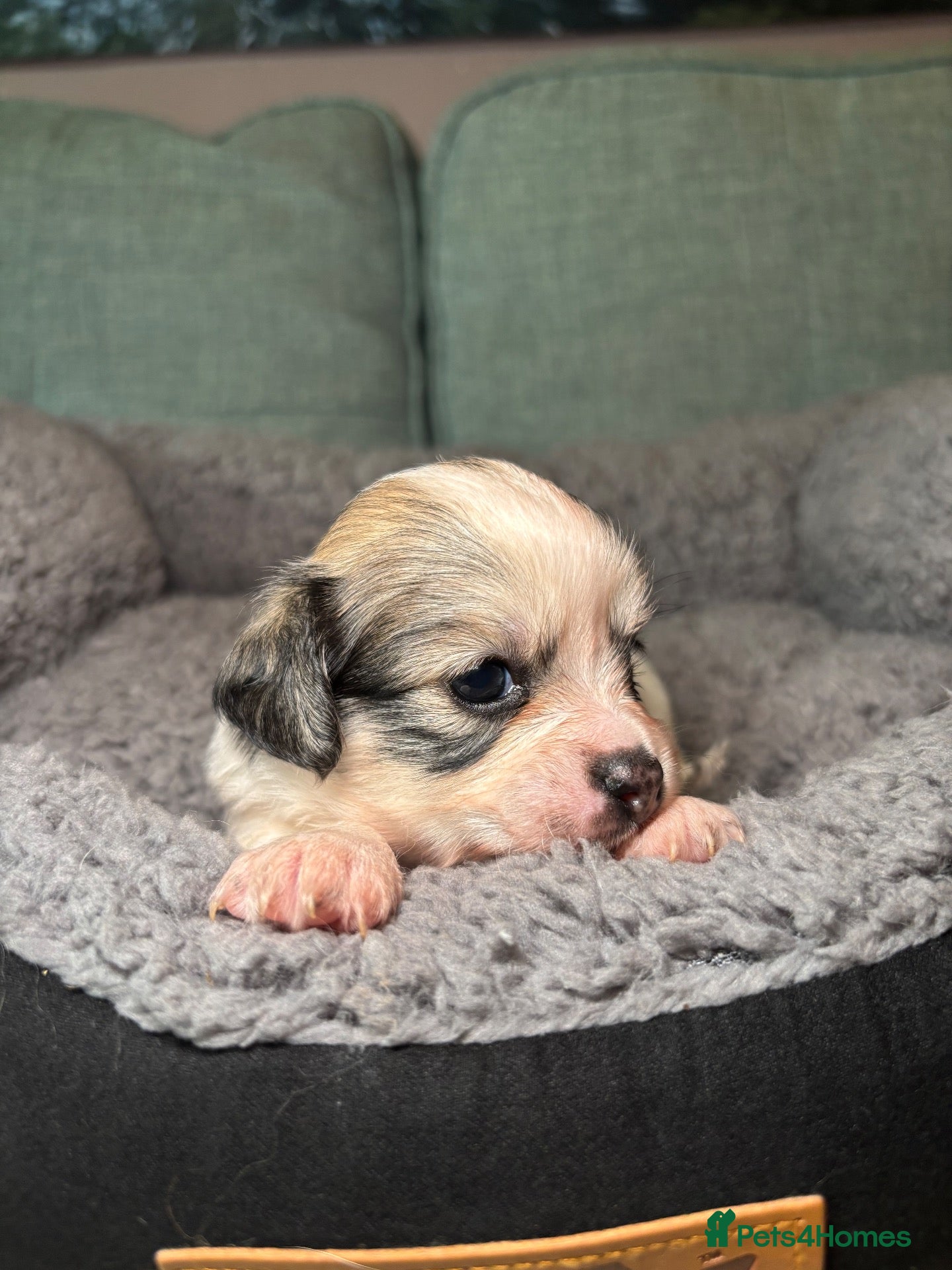 Mixed Breed dogs Cute Shichon x Chihuahua Puppies Available - Advert 6