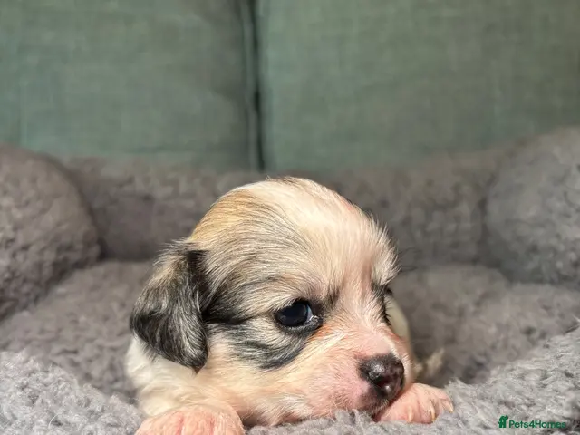 Mixed Breed dogs Cute Shichon x Chihuahua Puppies- 1 boy left - Advert 3