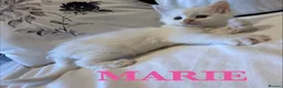 Maine Coon cats for sale: GCCF/TICA Pedigree Maine Coon Kittens - Advert 5