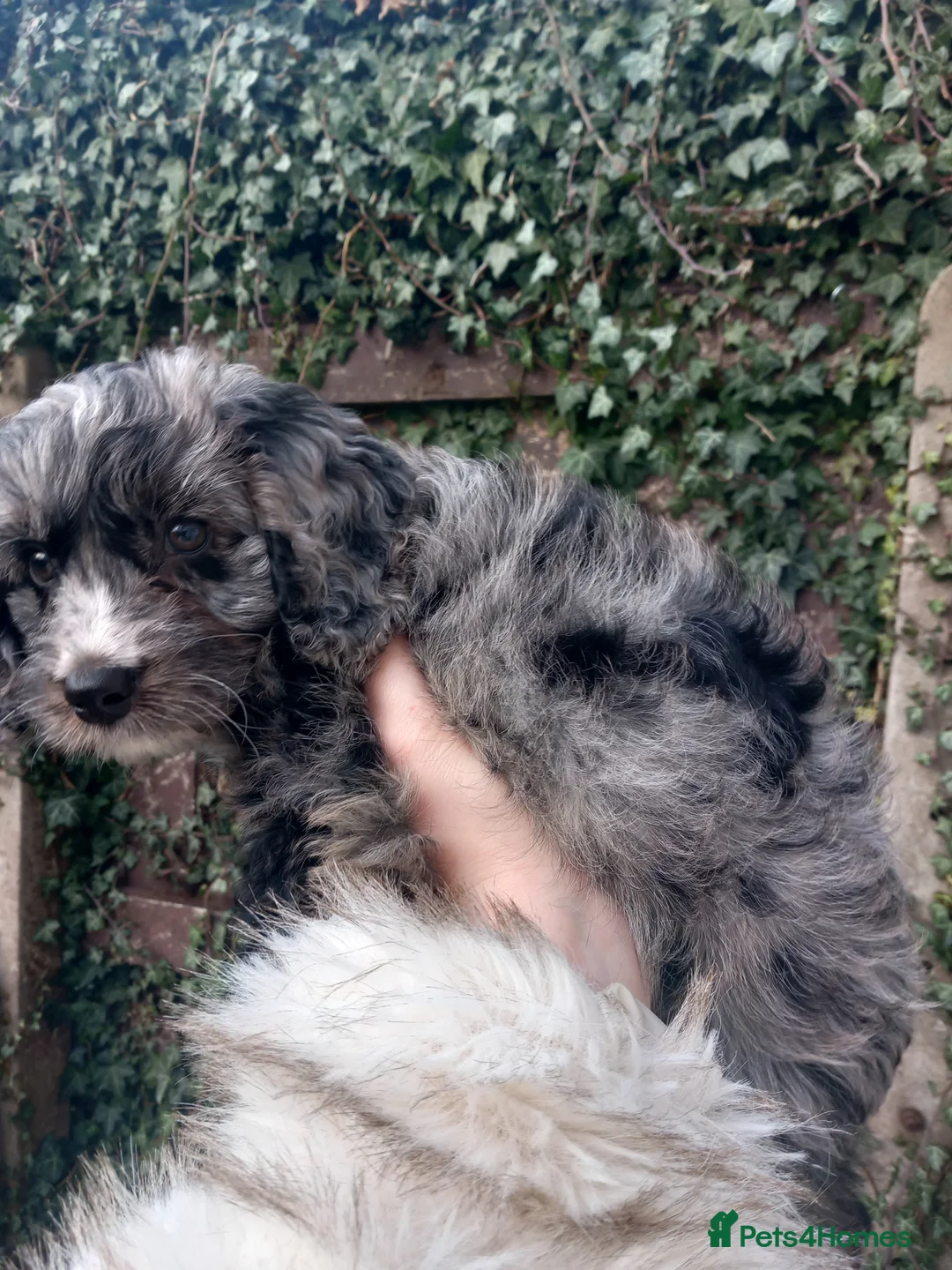 Cockapoo dogs for sale: F1 Merle cockapoo (READY NOW) - Advert 4