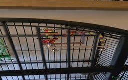 Ringnecks birds for sale: Ringneck Parrot. Rare Blue Colour & Cage - Advert 6