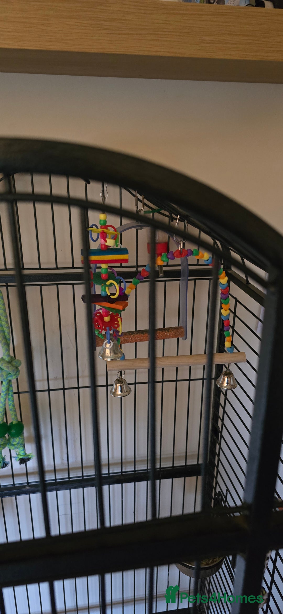 Ringnecks birds for sale: Ringneck Parrot. Rare Blue Colour & Cage - Advert 6