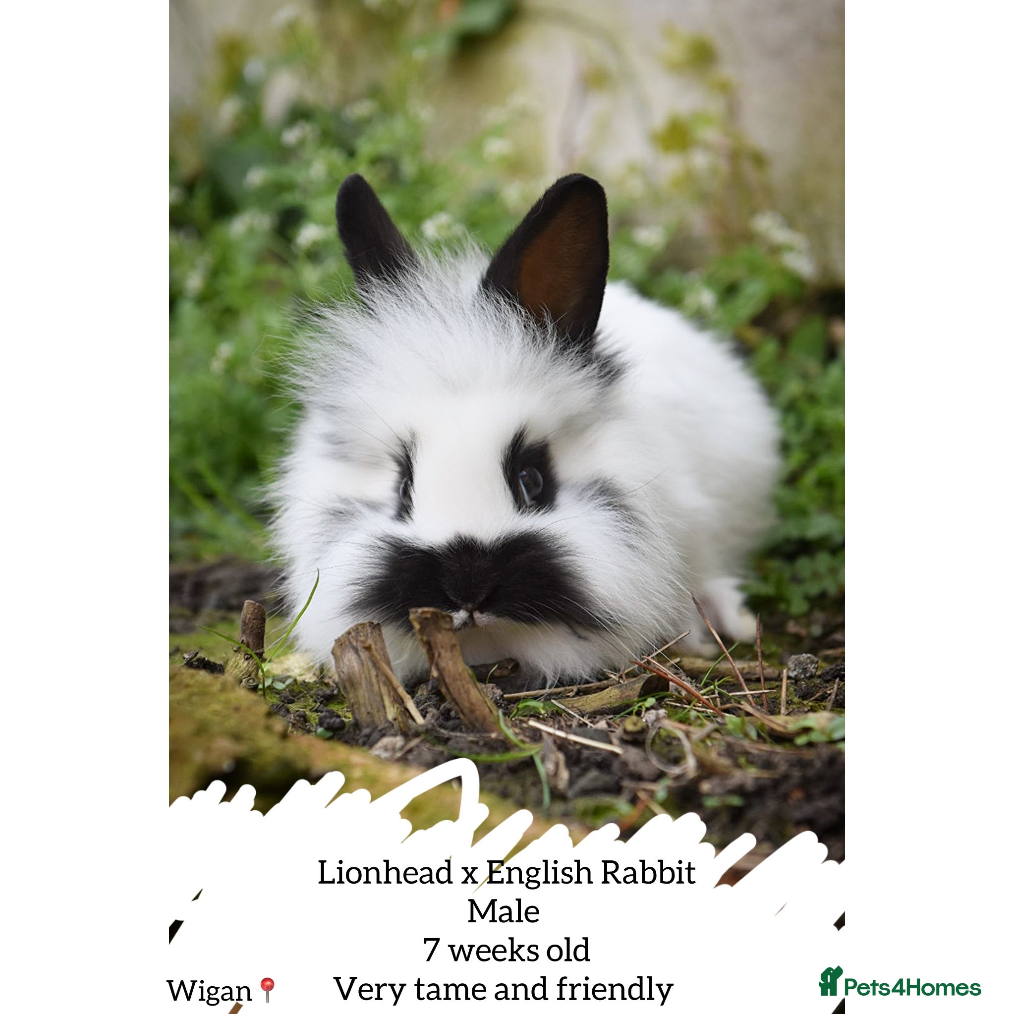 Lionhead rabbits Lionhead x English Male Looking For New Home - Advert 2