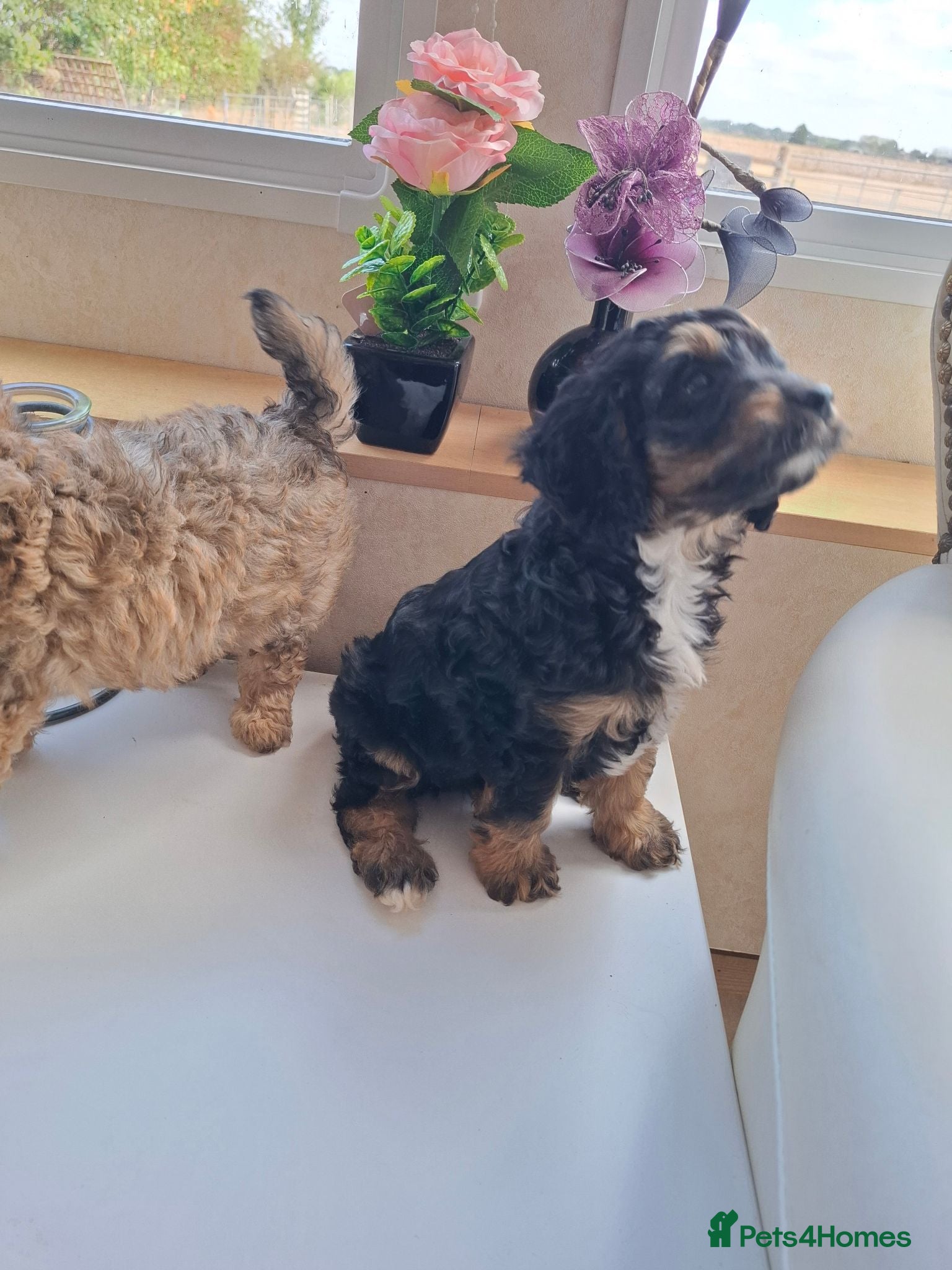 Cavapoo dogs 2 LEFT!! 4 Weeks free insurance  - Advert 2