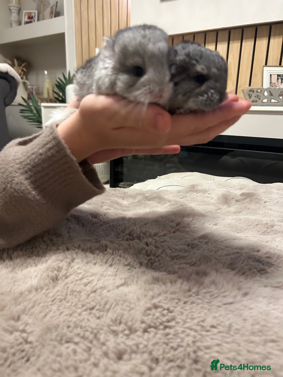 Chinchilla rodents for sale: Beautiful baby angora chinchillas  - Image 10
